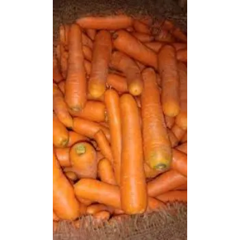 Frozen Carrot (25)-2961069-88371.webp
